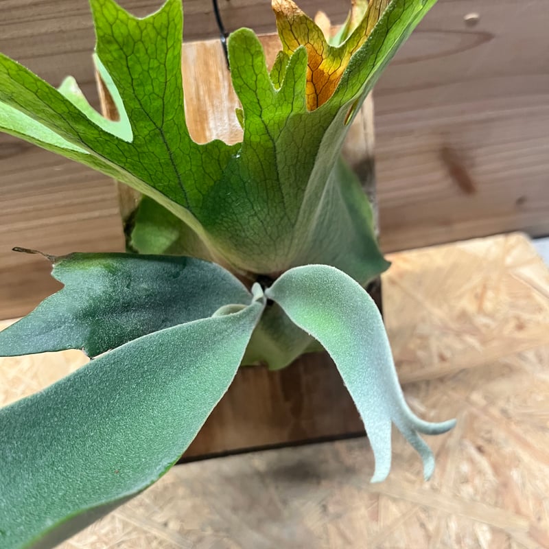 ビカクシダ ウィリンキー | GREEN LUCK