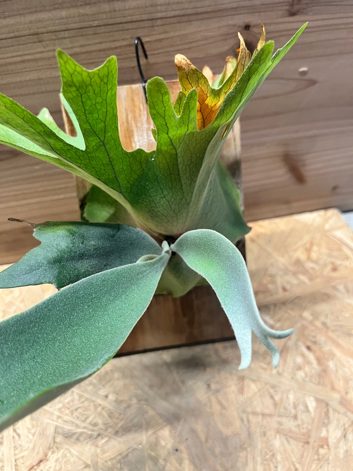 ビカクシダ ウィリンキー | GREEN LUCK