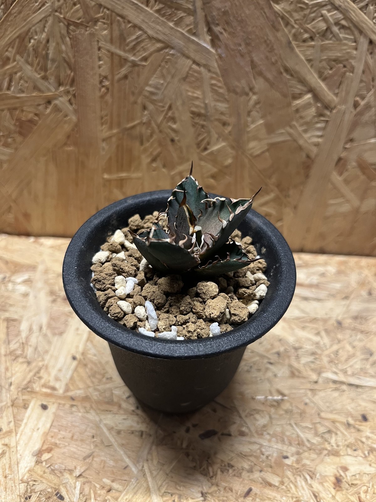 アガベ チタノタ サンクラウン | GREEN LUCK