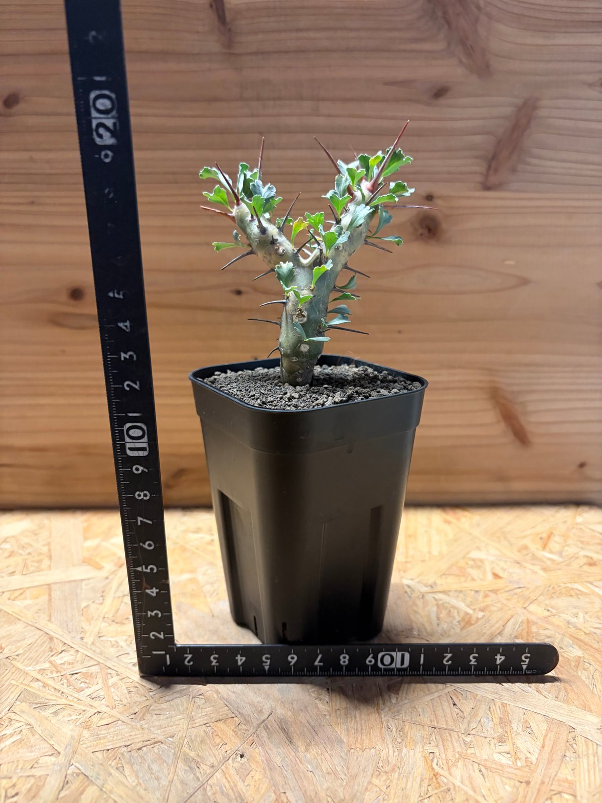 モンソニア クラシカウリス | GREEN LUCK