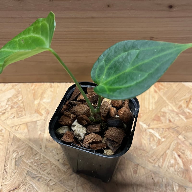 m様専用 アンスリウム デルタフォース | GREEN LUCK