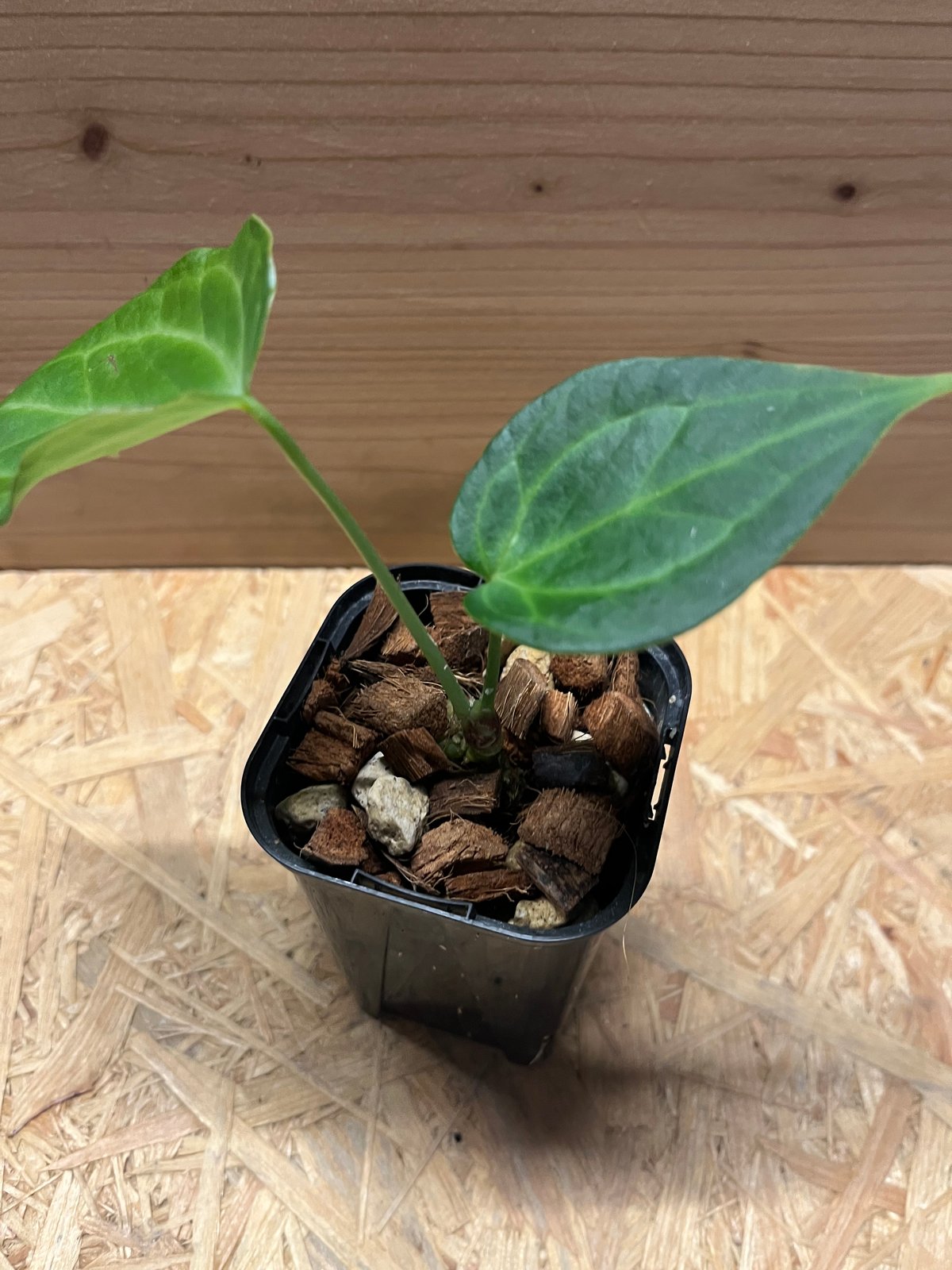 親株 斑入り アンスリウム テロダクティル アンスリウム