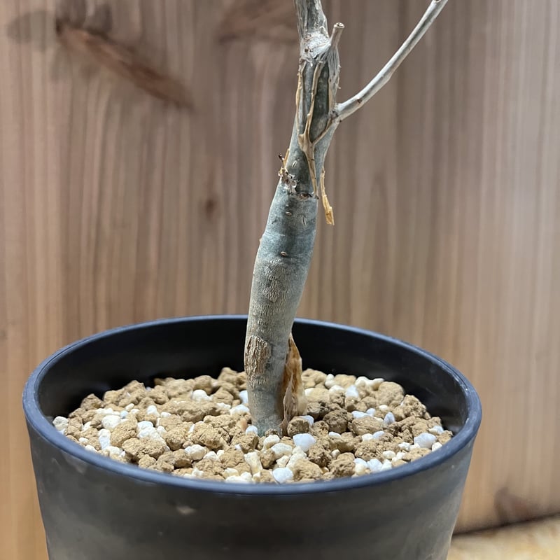 ブルセラ ファガロイデス 希少 実生 (検 オテロイ チタノタ Bursera