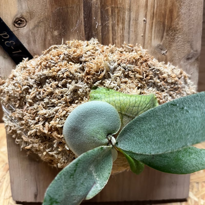 ビカクシダ E-1 | GREEN LUCK