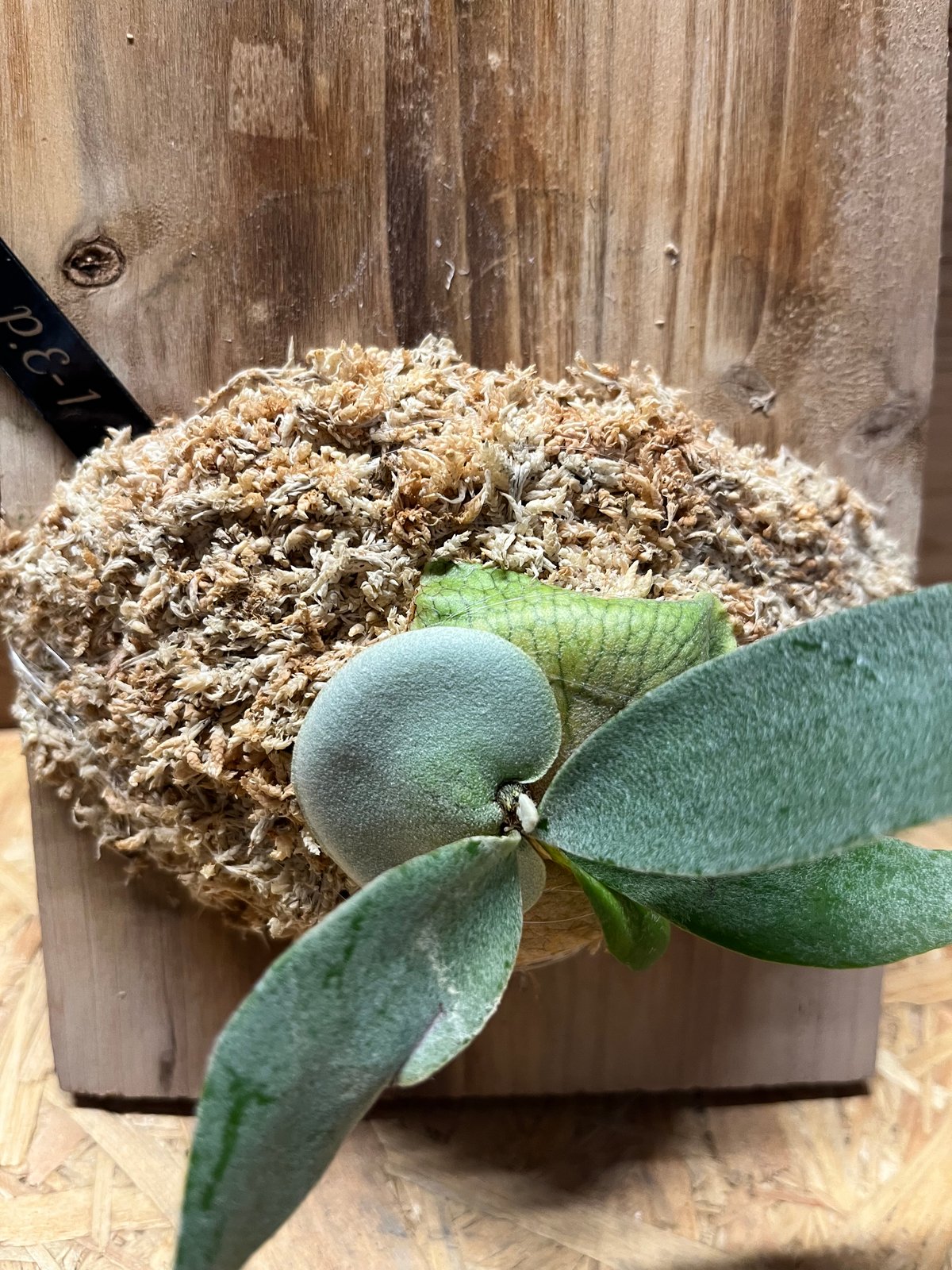 ビカクシダ E-1 ビカクシダ E-1 | GREEN LUCK