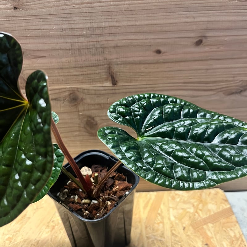 12 アンスリウム　ルクスリアンス　丸葉　脇芽付き 12 アンスリウム ルクスリアンス 丸葉 脇芽付き