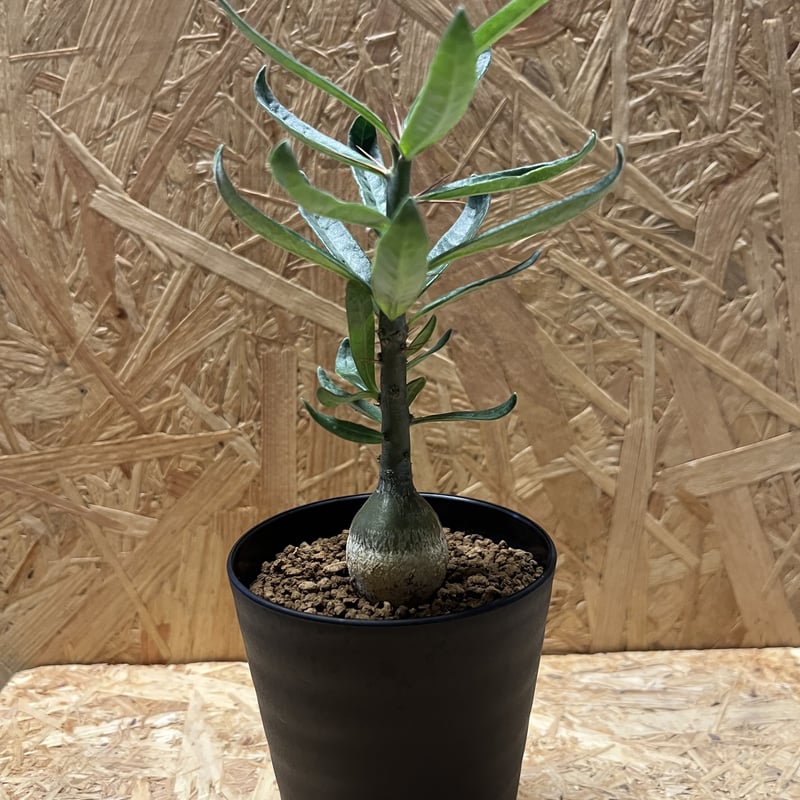 パキポディウム サキュレンタム | GREEN LUCK