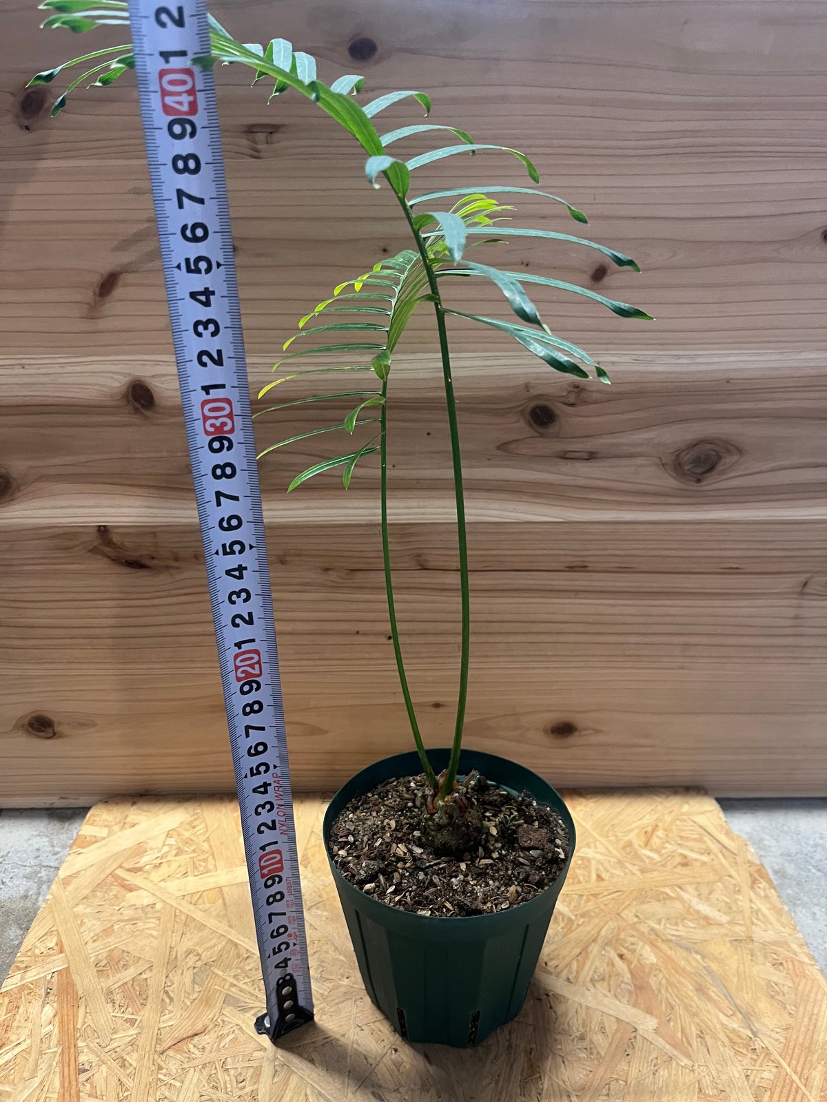 サイカス　タイシルバー　５号鉢つき　3株セット❗　④ サイカス タイシルバー 5号鉢つき 3株セット❗ ④