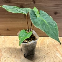 ディオーン エデュレ 2頭 | GREEN LUCK