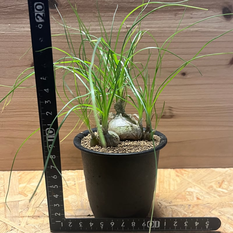 アルブカ・フミリス アルブカ フミリス | GREEN LUCK