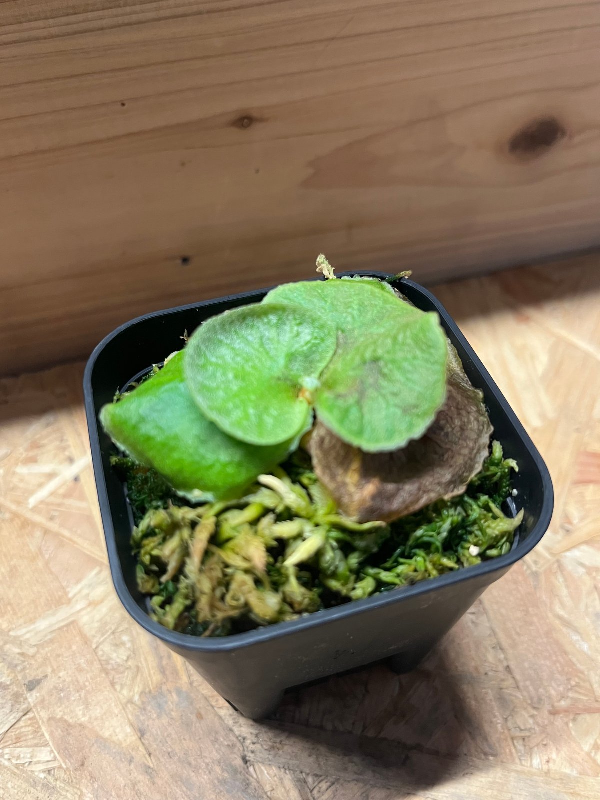ビカクシダ リドレイドワーフ　親株 リドレイ ドワーフ 親株 サイズ ridleyi dwarf spore スポア 株