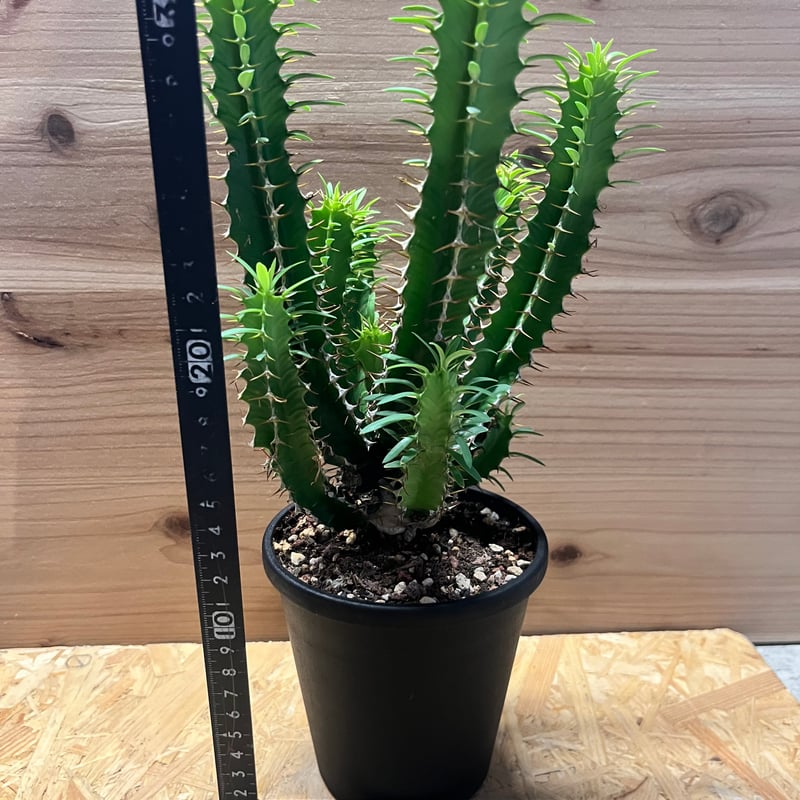 ユーフォルビア ムランジーナ | GREEN LUCK