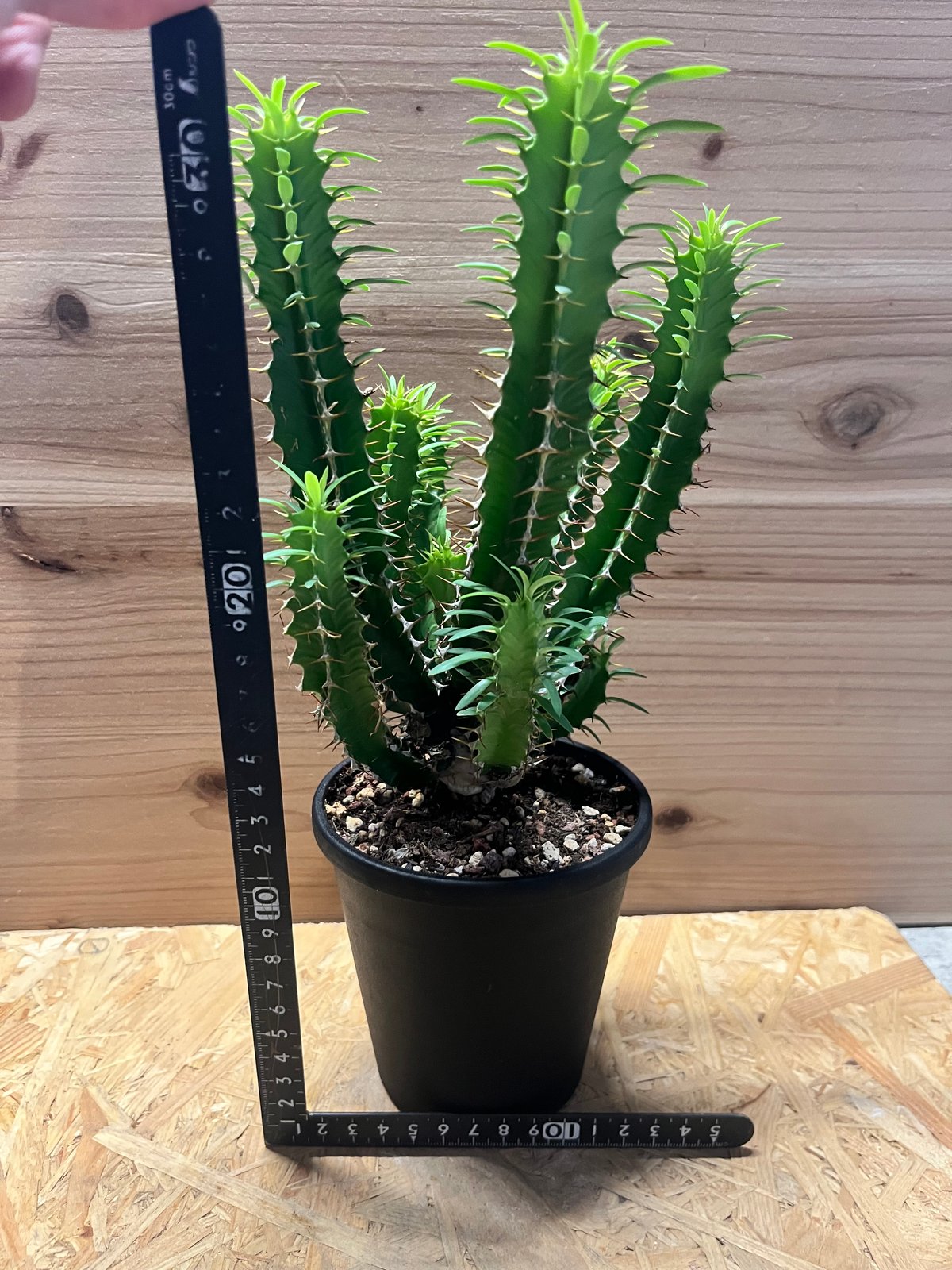 ユーフォルビア　ムランジーナ ユーフォルビア ムランジーナ | hanayoshi-botanical