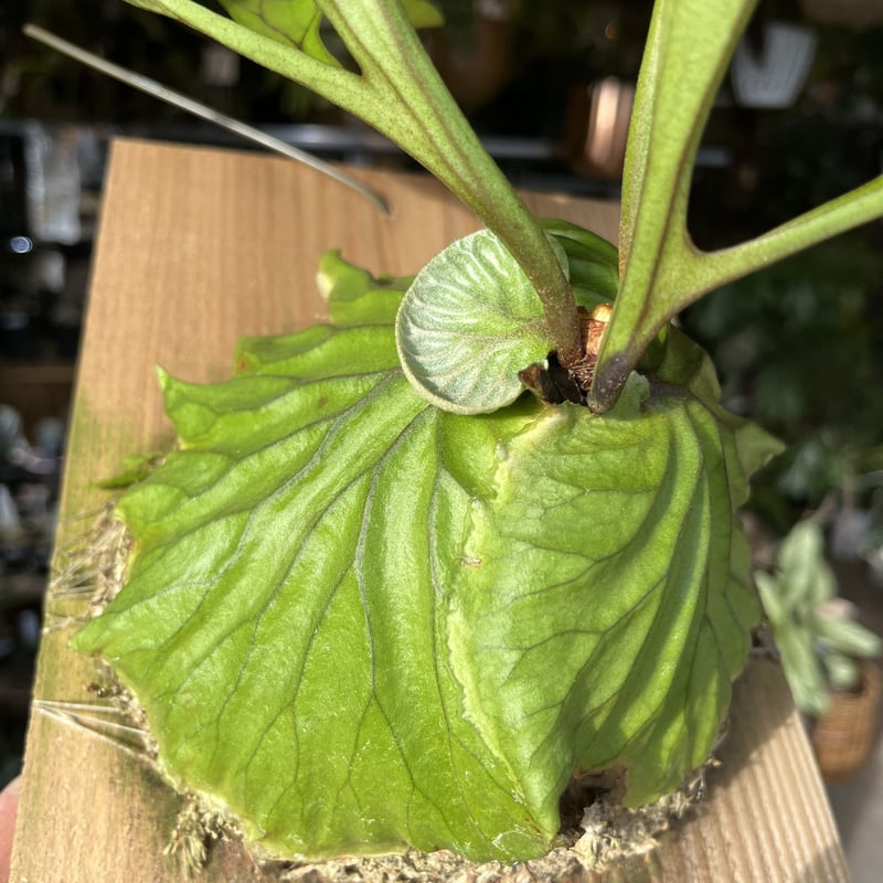 ビカクシダ リドレイ | GREEN LUCK