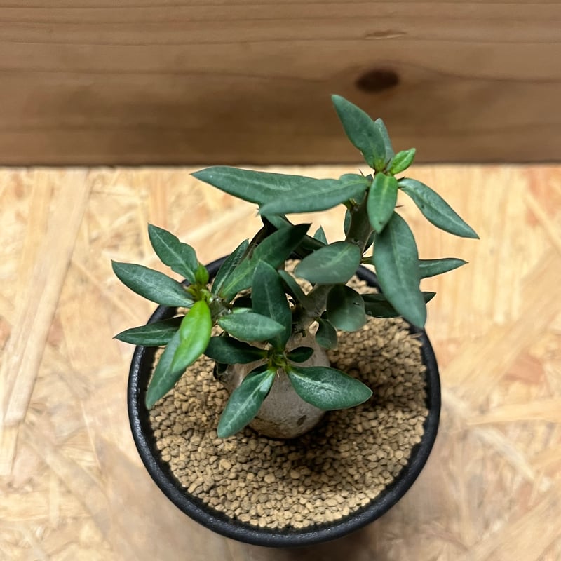 パキポディウム ビスピノーサム　低身巨大　発刊済み パキポディウム ビスピノーサム 【現地球/発根済み】HK2401316