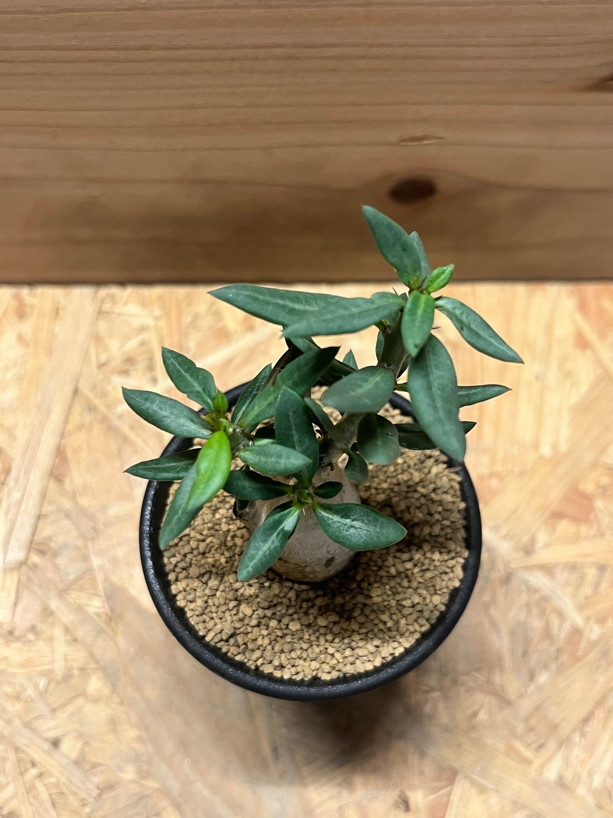 パキポディウム ビスピノーサム | GREEN LUCK