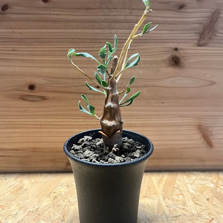 オトンナレトロフラクタ | STORES