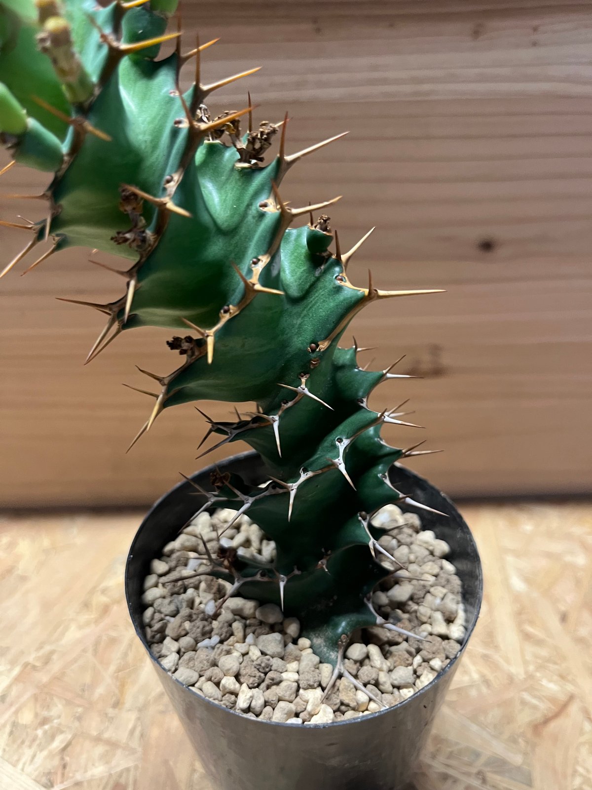 ユーフォルビア トルチラマ | GREEN LUCK