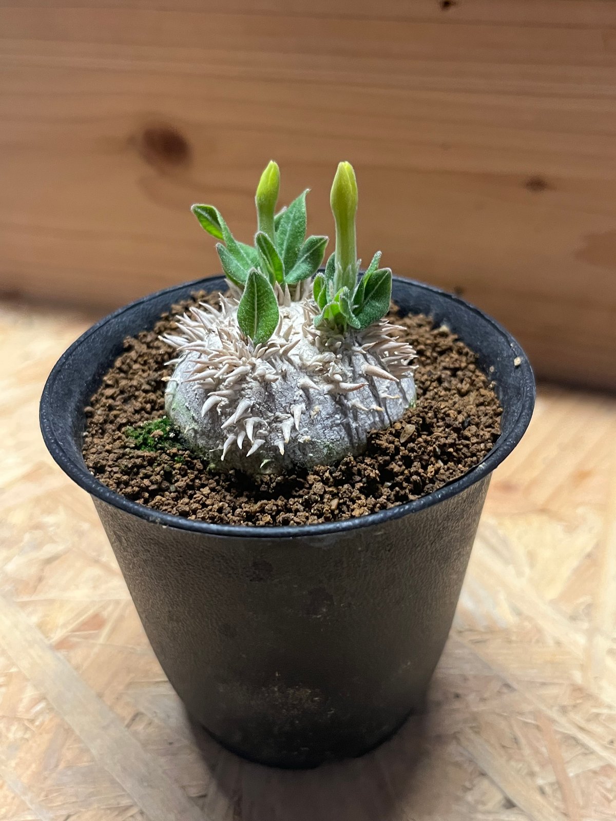 パキポディウム 恵比寿笑い Pachypodium brevicaule ③ Amazon｜【現品限り】パキポディウム・ブレビカウレ 恵比寿笑い
