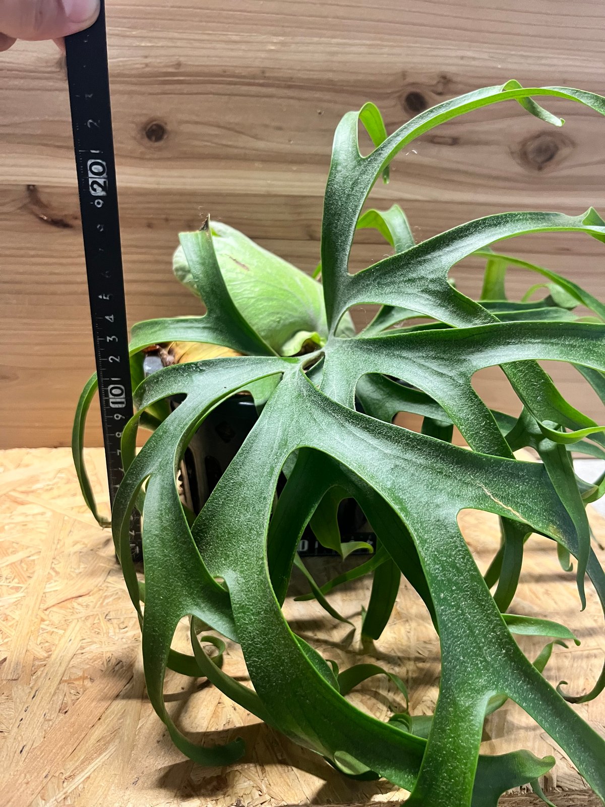 ビカクシダ　コロナリウム　フィリピネス　ドワーフ ビカクシダ・コロナリウム・フィリピネス・ドワーフ