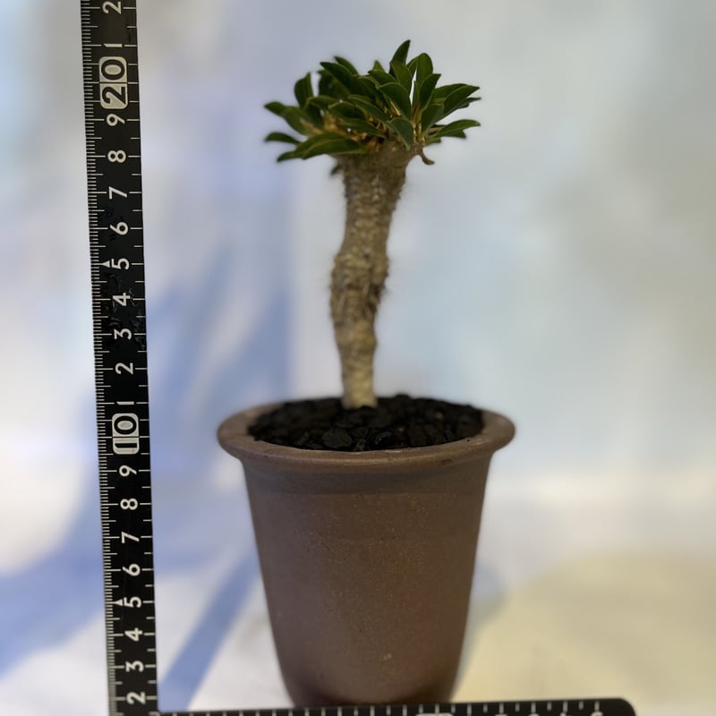 ユーフォルビア ギラウミニアナ×伝市鉢 | GREEN LUCK