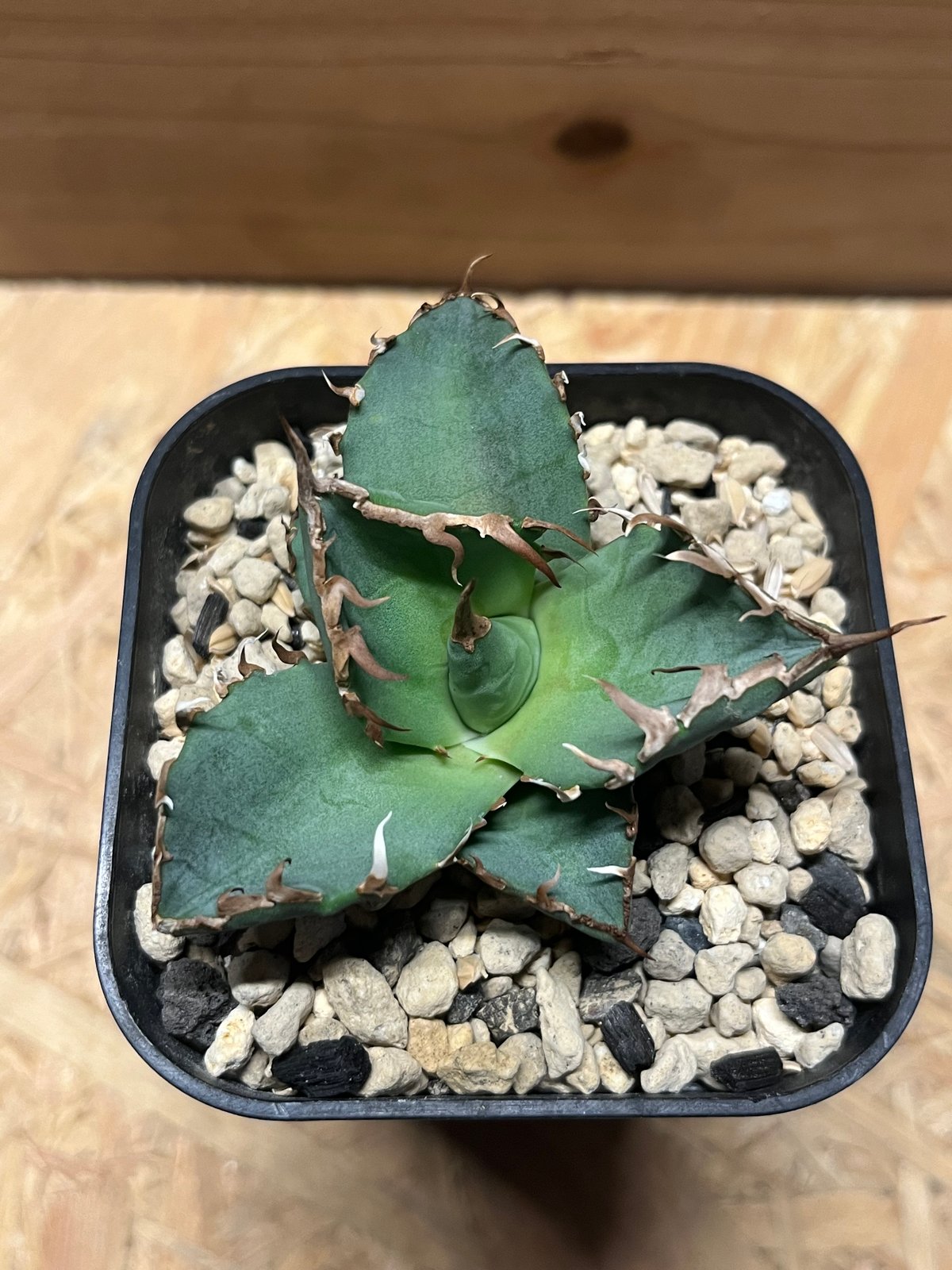 アガベ チタノタ 螃蟹 | GREEN LUCK