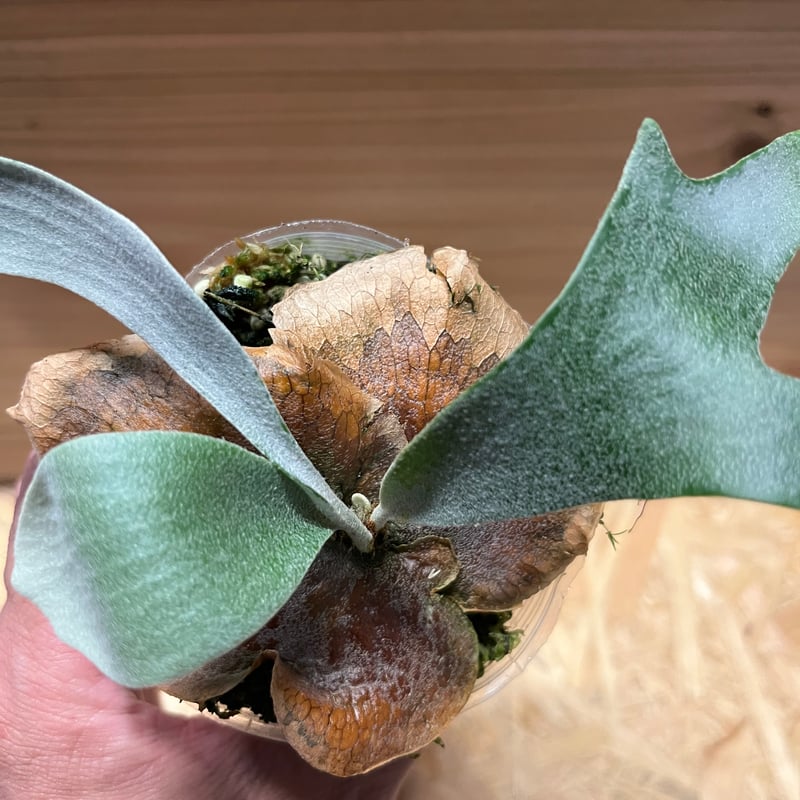 ビカクシダ E-1 カーリーコンパクト ビカクシダ E-1 カーリーコンパクト