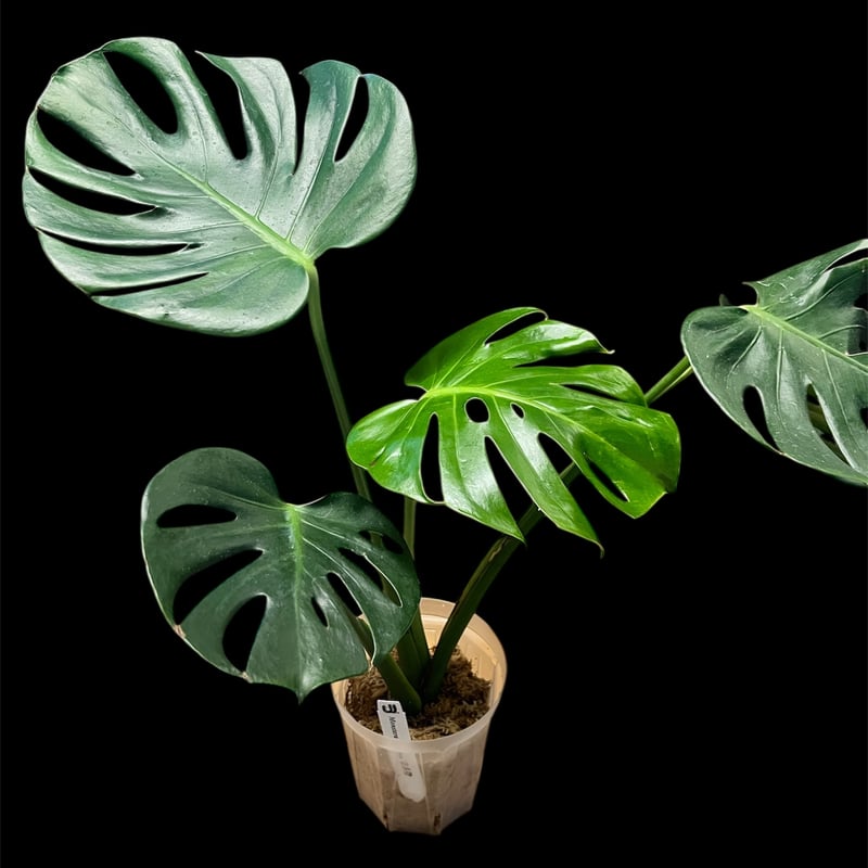 モンステラ デリシオーサ 'お多福' | GREEN LUCK