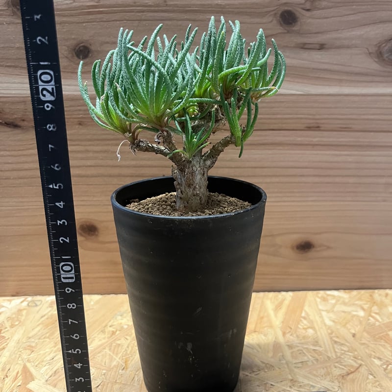 フィロボルス レスルゲンス | GREEN LUCK