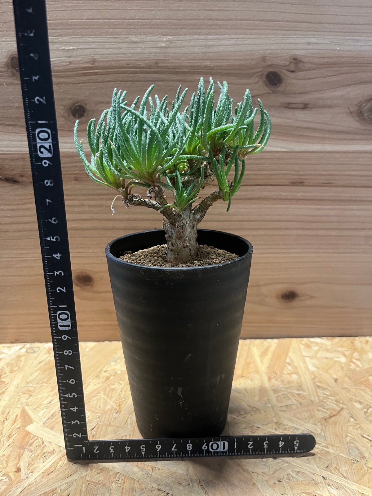 フィロボルス レスルゲンス | GREEN LUCK