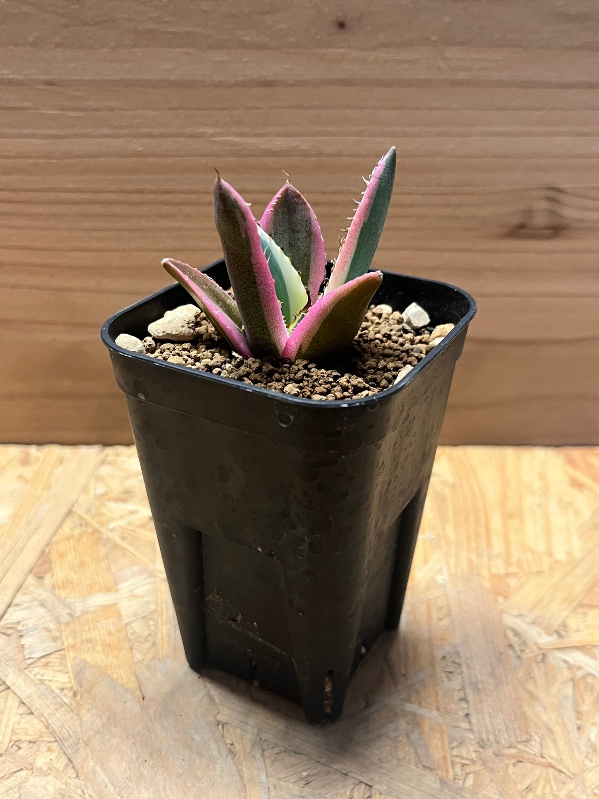 アガベ チタノタ スナグルトゥース | GREEN LUCK