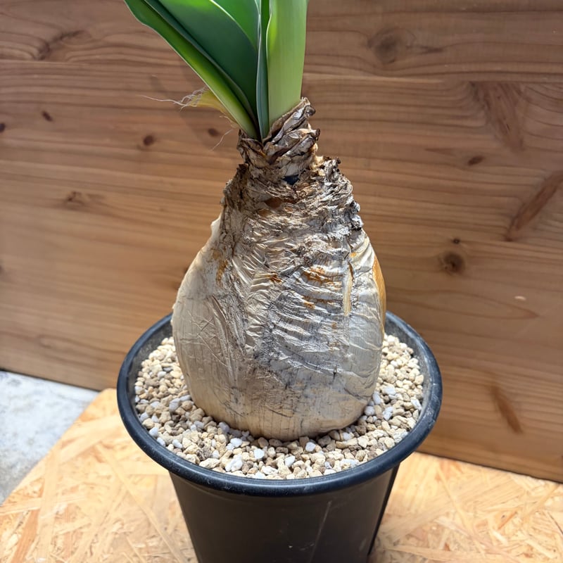 ブーファン ハエマンソイデス | GREEN LUCK