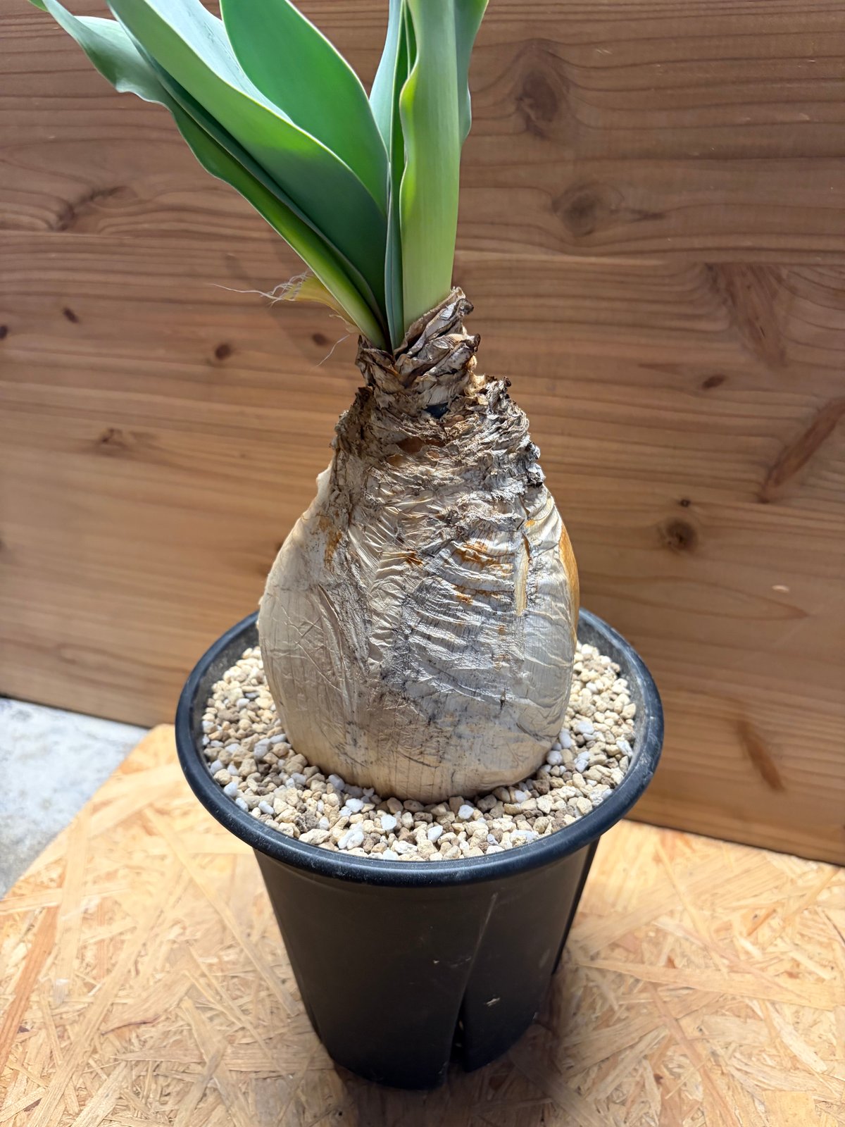 ブーファン ハエマンソイデス | GREEN LUCK