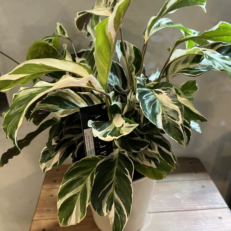 カラテア ホワイトフュージョン | GREEN LUCK