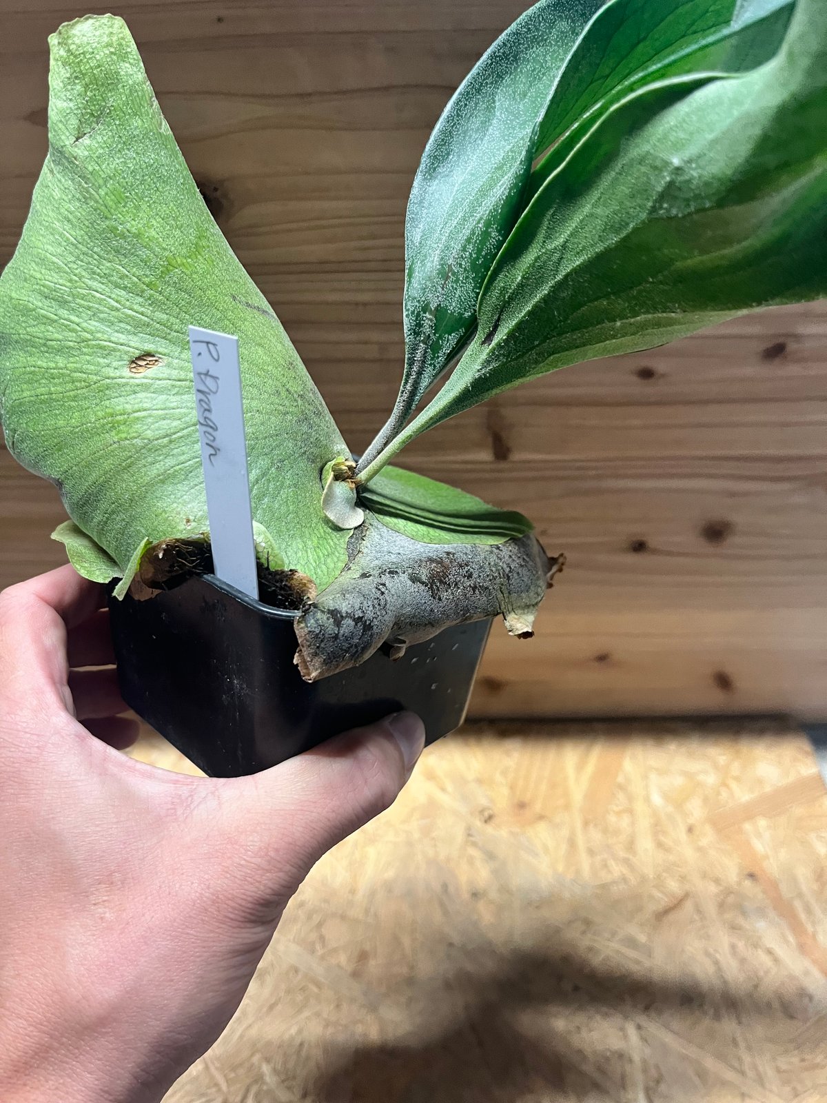 ビカクシダ ヒリー ドラゴン | GREEN LUCK