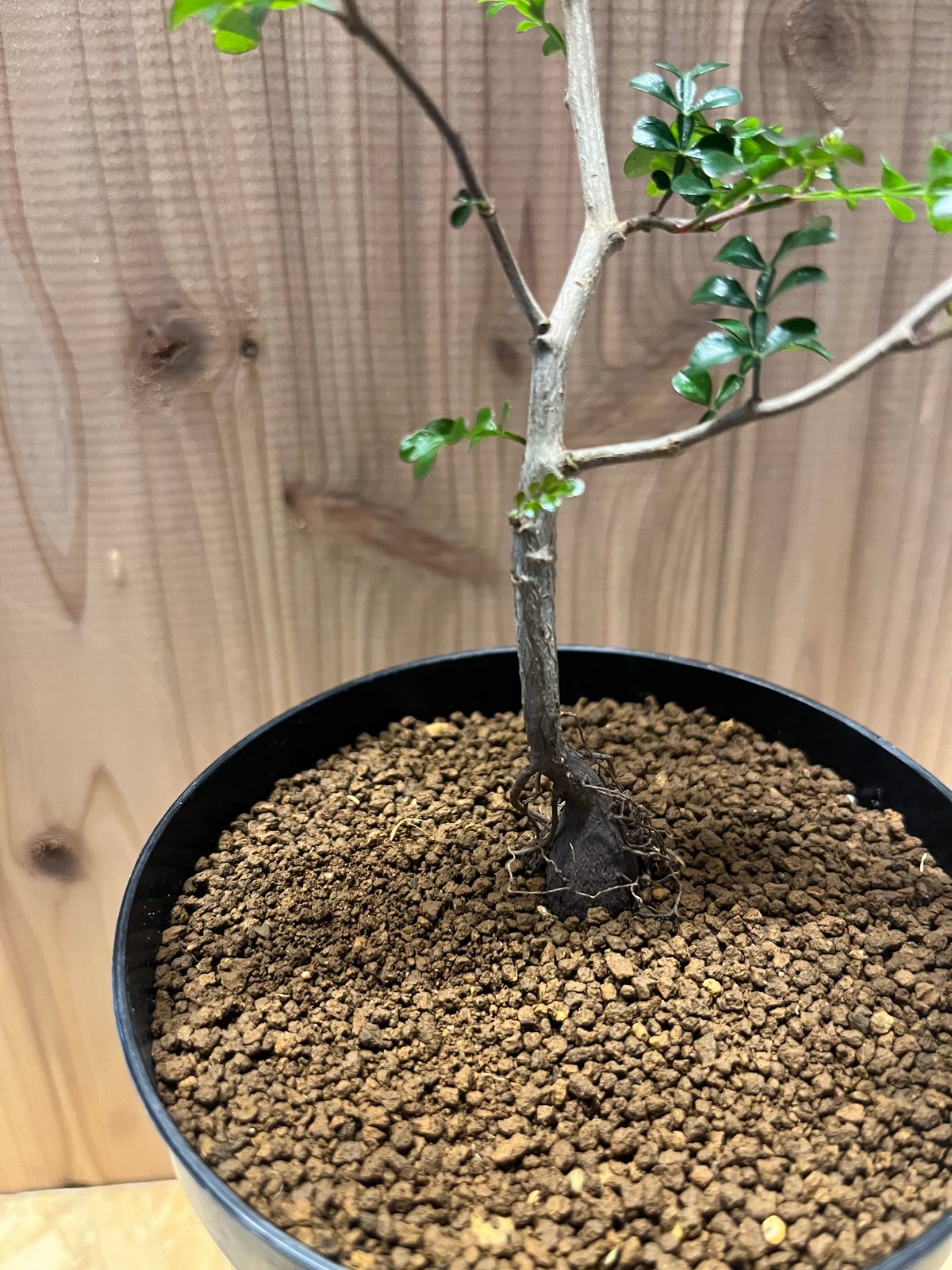 オペルクリカア　デカリー　大株　約130cm オペルクリカリア デカリー | GREEN LUCK