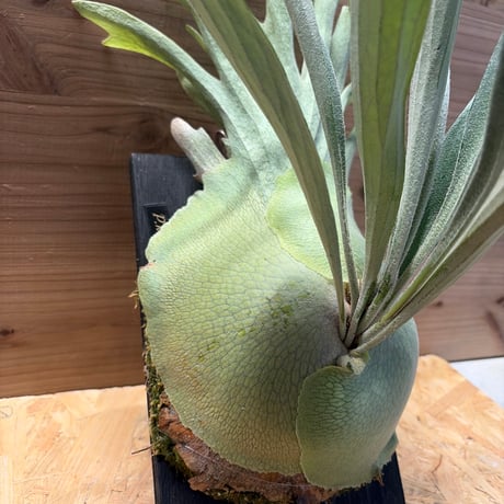 ビカクシダ　'キヨヒメ'