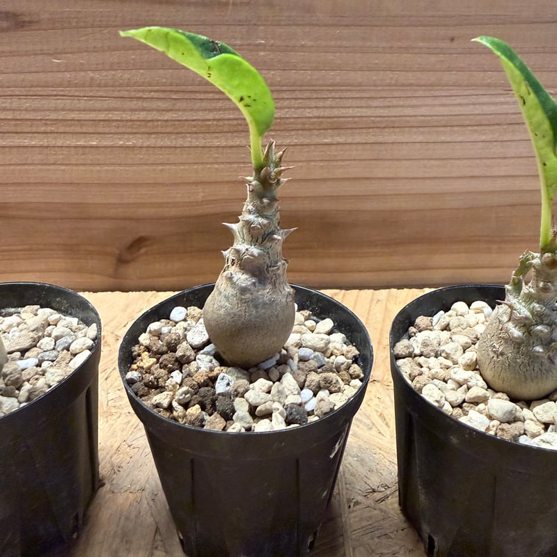 ウィンゾリー　パキポディウム 現地 packypodium windsorii《Msize》現地球発根済み株‼︎今後の枝振りの展