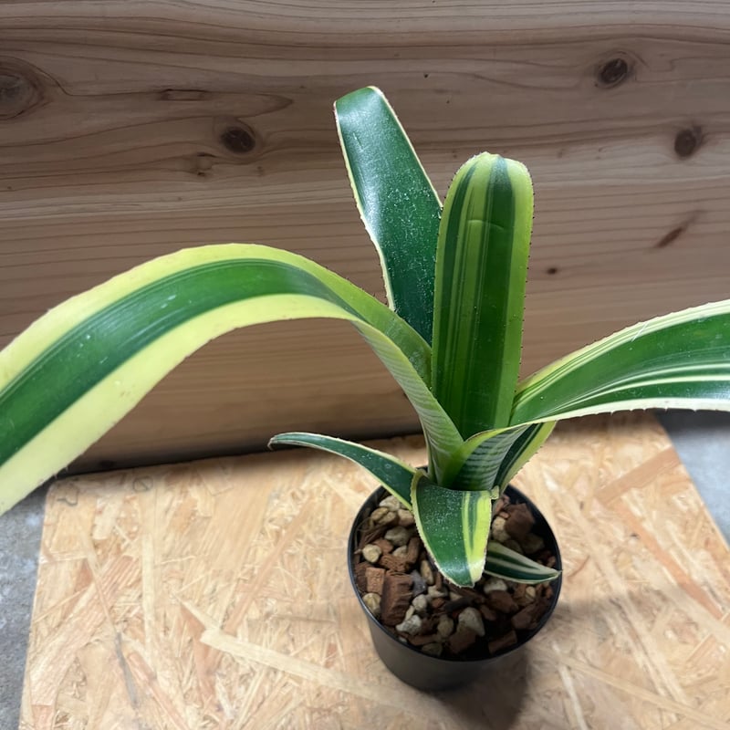 ビルベルギア ビッタータ ラルフグラハムフレンチ | GREEN LUCK