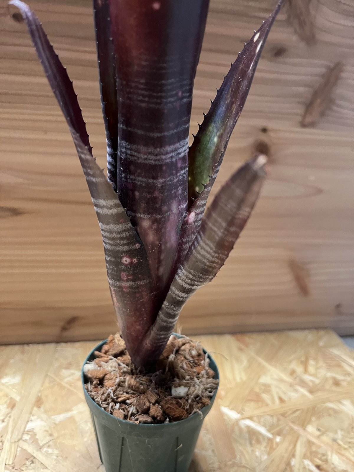 a81 ビルベルギア オビワン タンクブロメリア 現品】ビルベルギア・オビワン Billbergia Obi-Wan (Domingos