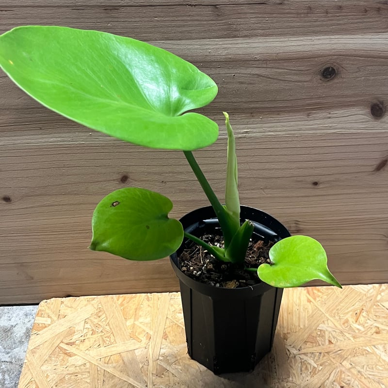 モンステラ デリシオーサ ゴールドリーフ | GREEN LUCK