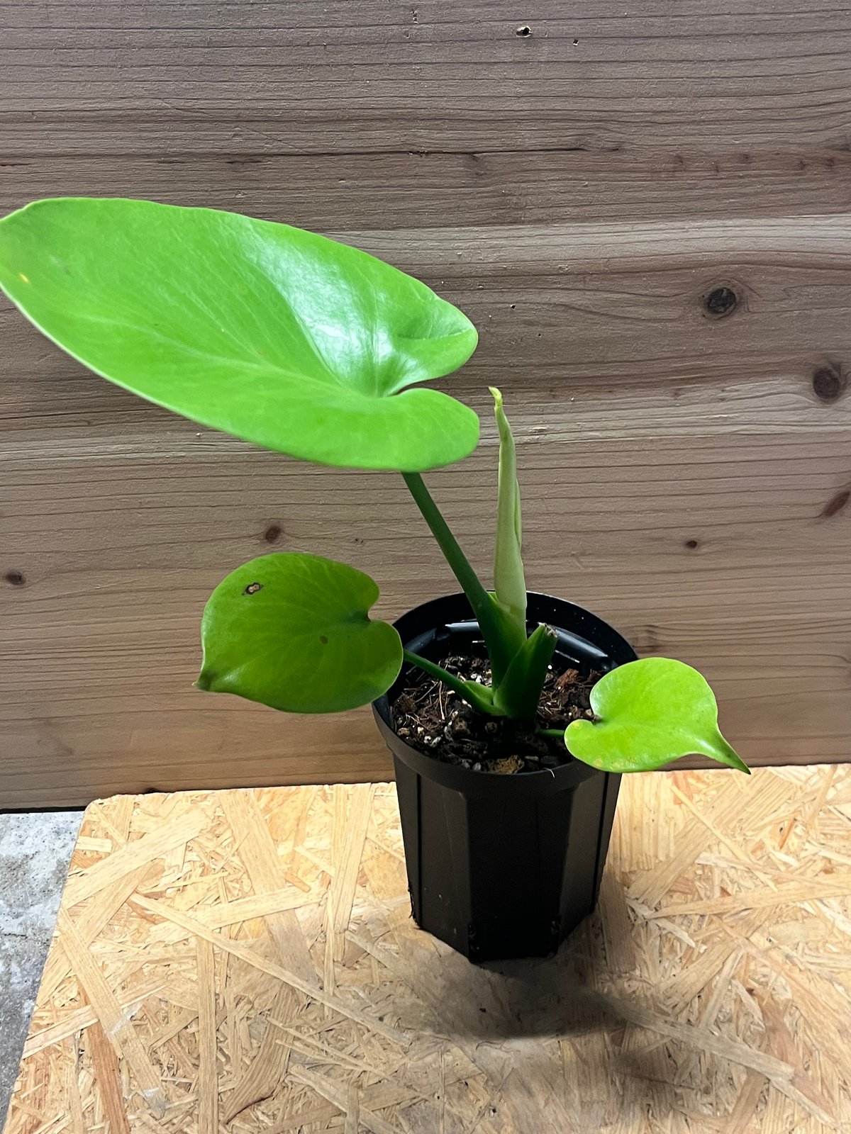 モンステラ デリシオーサ ゴールドリーフ | GREEN LUCK