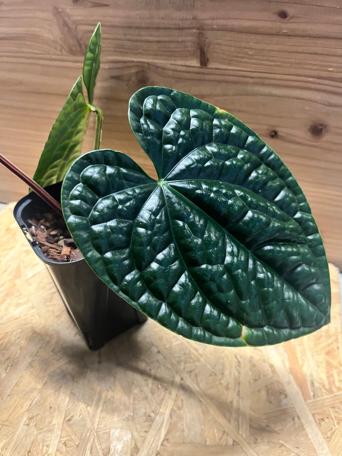 アンスリウム ルクスリアンス 'ブラック' | GREEN LUCK