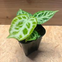 アンスリウム ワンダーボーイピンク（オリジナル）×ミシェル | GREEN LUCK