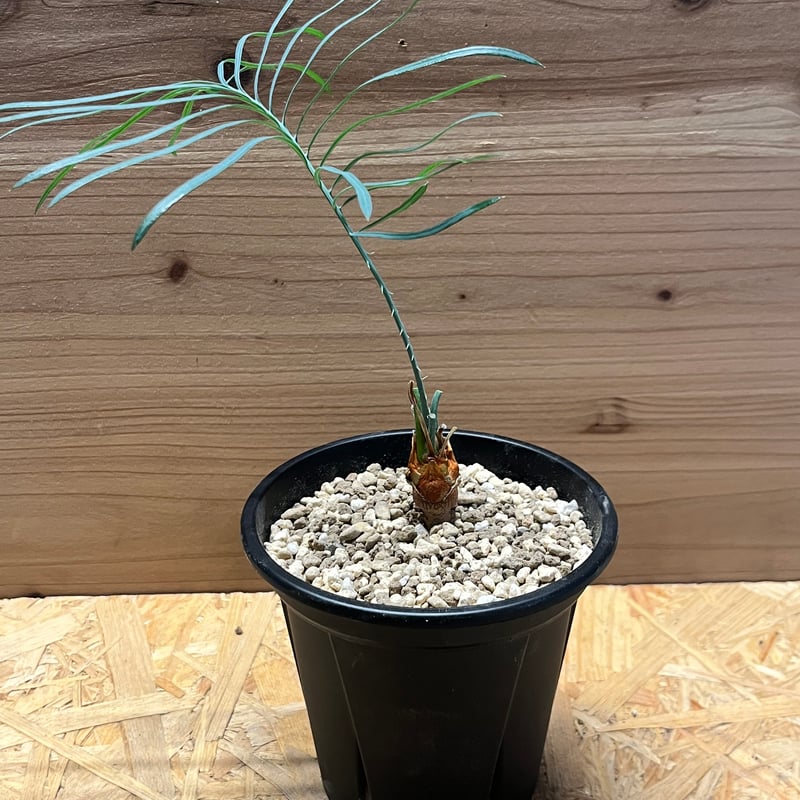 サイカス　カイルンシアナM1 サイカス カイルンシアナ | GREEN LUCK