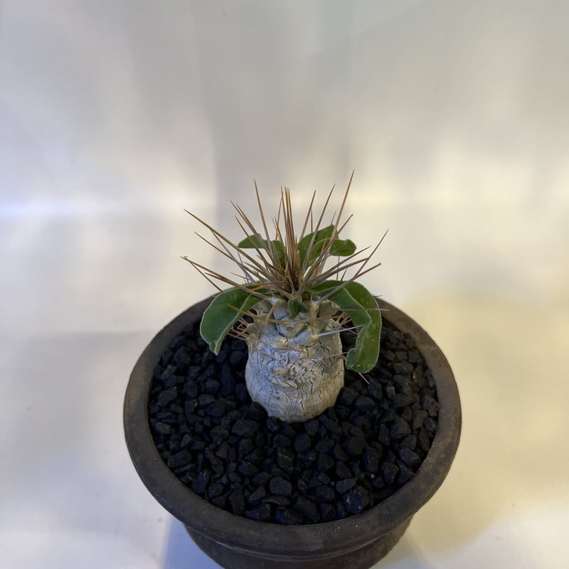 パキポディウム ナマクアナム 光堂×土京鉢 | GREEN LUCK