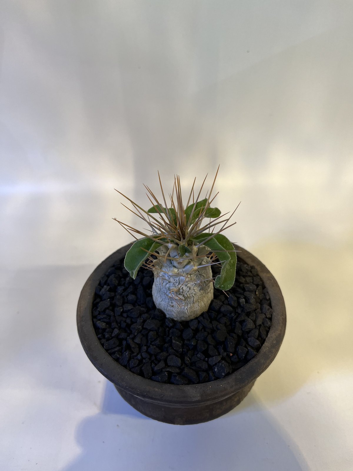 パキポディウム　マナクアナム　光堂　美株　鉢付き パキポディウム マナクアナム 光堂 美株 鉢付き パキポディウム