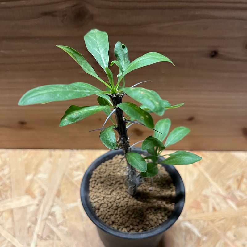 フォークイエリア スプレンデンス | GREEN LUCK