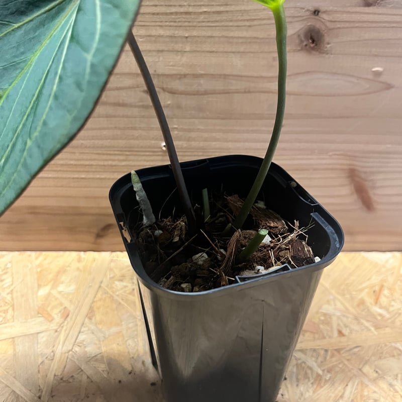 アンスリウム 'キングオブスペード' | GREEN LUCK