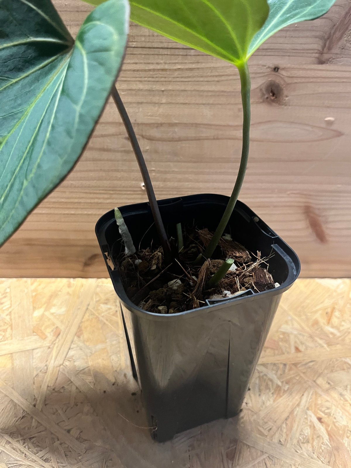 アンスリウム 'キングオブスペード' | GREEN LUCK